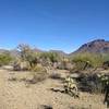 Watch out for the chollo cactus!! They look cute but they are called jumping cactus for a reason.