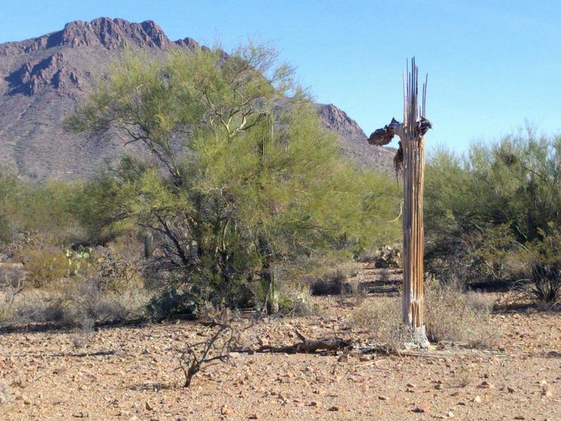 Saguaro struck by lightening.