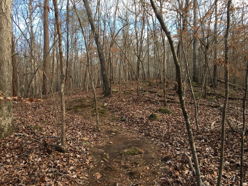 This rock garden is the last (or first) true technical featuer on a lap at Selma.  It is much easier on a CW lap as you hit it on a downhill run.  Uphill can be tough if you don't know the lines.