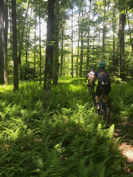 Riding through fern gully on Kennison Mountain Trail.