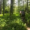 Riding through fern gully on Kennison Mountain Trail.