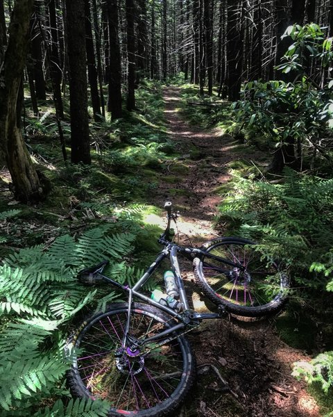 Kennison MTN Trail.