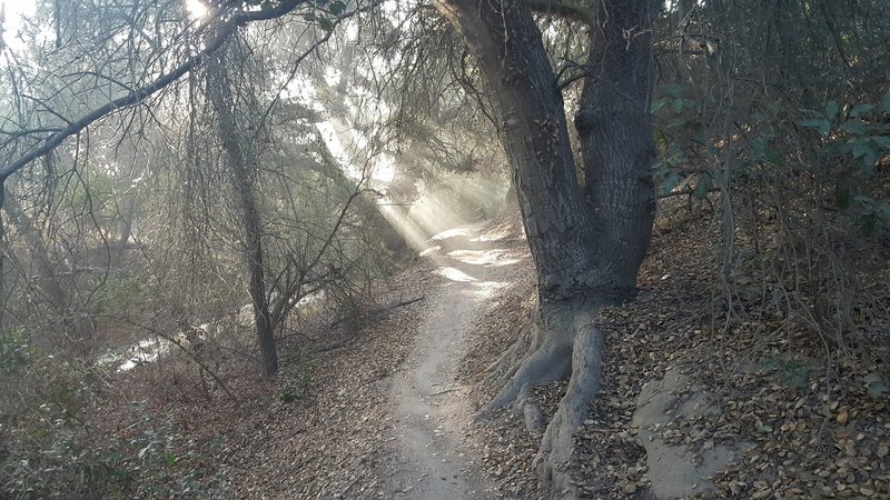 The sun peeking through the trees with morning mist on Coyote Run Trail.