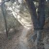 The sun peeking through the trees with morning mist on Coyote Run Trail.