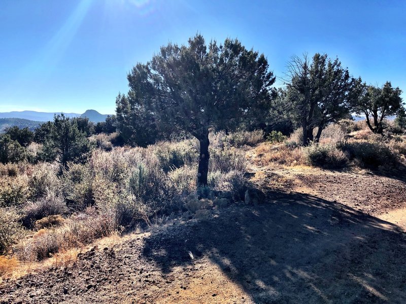 Vista Trail - from Trail 332 looking at Thumb Butte.