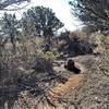 BLM Trail - tight corner.