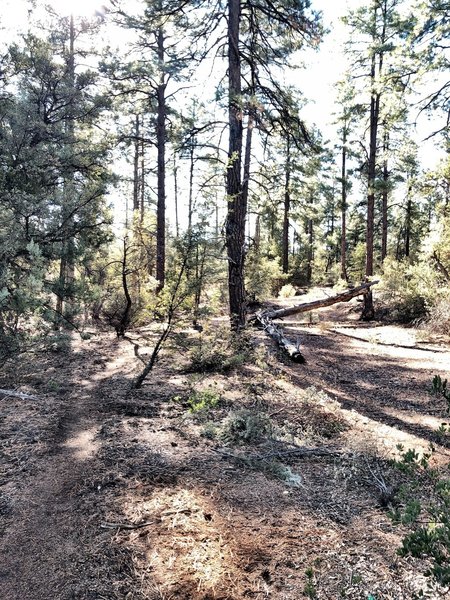 BLM Trail.