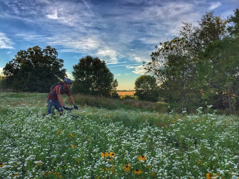 View of Marion, Iowa in the background while local rider enjoys the flow through prairie pollinator habitat.