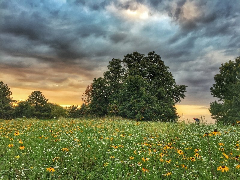 Rider flowing through the prairie pollinator habitat on the Red Cedar at Squaw Creek.