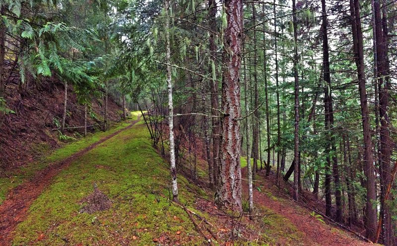 Moss along the Big Eddy.