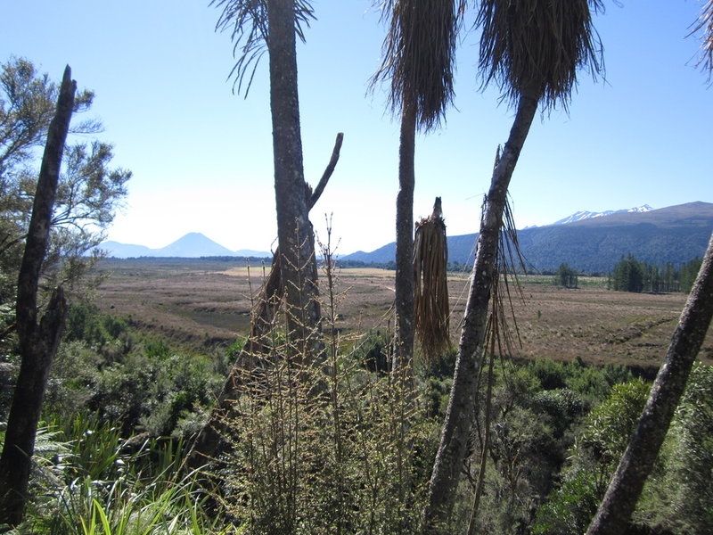 Views of the Central Plateau from the Marton Sash & Door Tramway Trail.