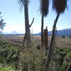 Views of the Central Plateau from the Marton Sash & Door Tramway Trail.