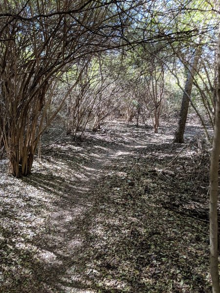 Tree overhang creates a natural barrier from the light