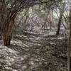 Tree overhang creates a natural barrier from the light