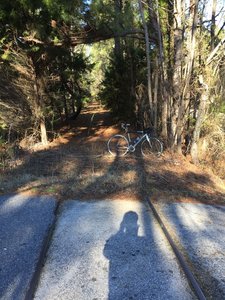 The old rail tracks are embedded into the tarmac at Willington cross streets. This final segment is not as well maintained, as seen by fallen branches and new growth in the trail.