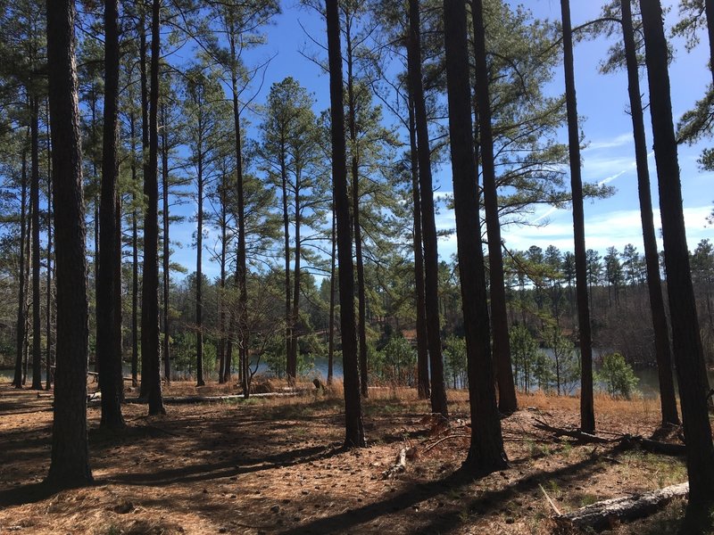 One of the two ponds at Bartram. This one is near the trailhead and the pavilion.