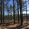 One of the two ponds at Bartram. This one is near the trailhead and the pavilion.