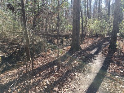 Old school singletrack along Reedy Creek on Bud's Loop.