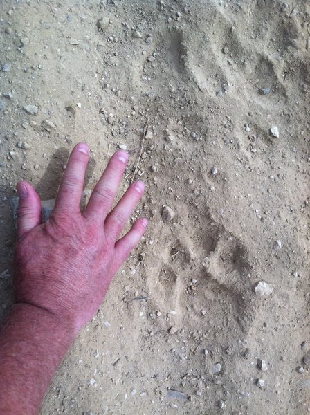 These mountain lion tracks were found near the Chumash Trail.