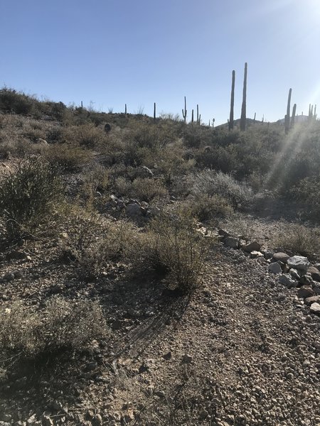 Singletrack through the creosote