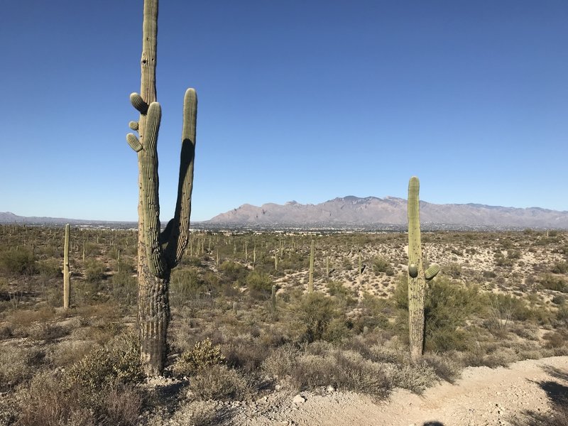 View from the hilltop of the Catalina Mountains.