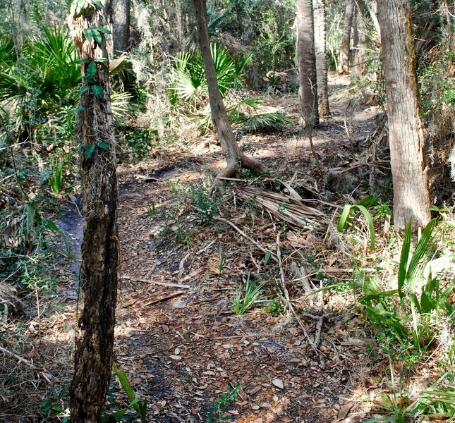 Tight turns and lots of trees