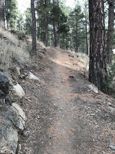 A 'trail' view from the upper portion of the trail.