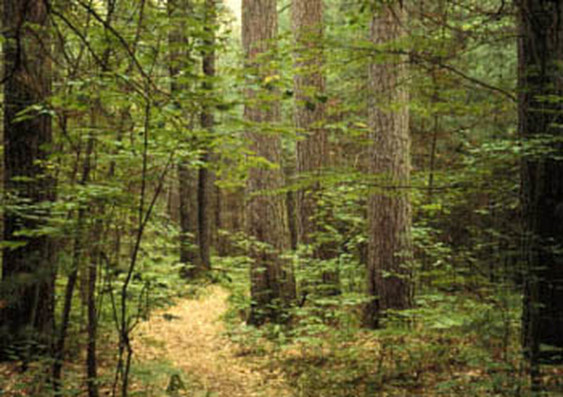 Nice ride through the woods.