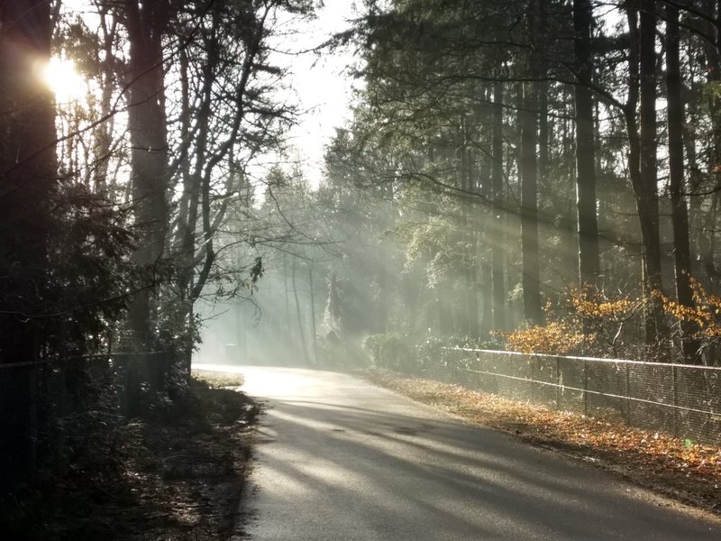 Sun rays shining through the vaporizing moisture early in the morning.