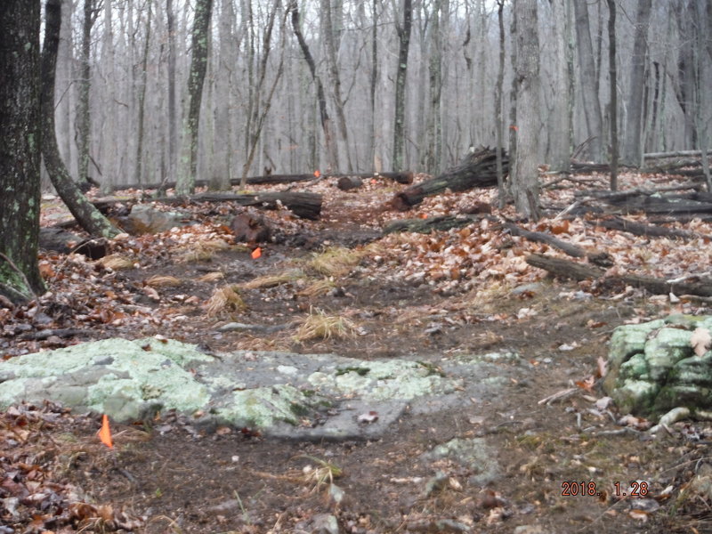 Logs cut, trail marked and cleared!