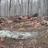 Logs cut, trail marked and cleared!