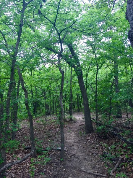 Turkey Mountain as seen from the Pink Trail.