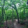 Turkey Mountain as seen from the Pink Trail.