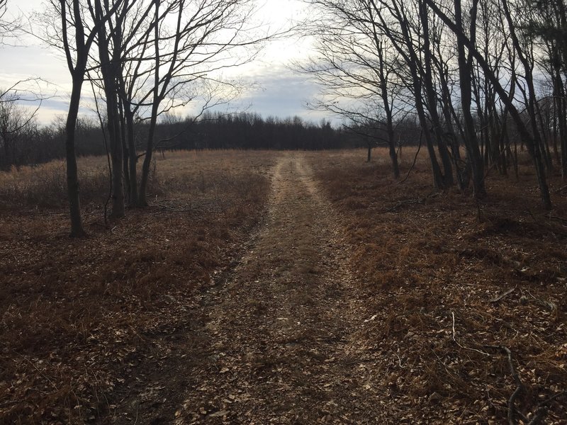 End of forest road, entering clearing. Heliport Trailhead lies ahead ...