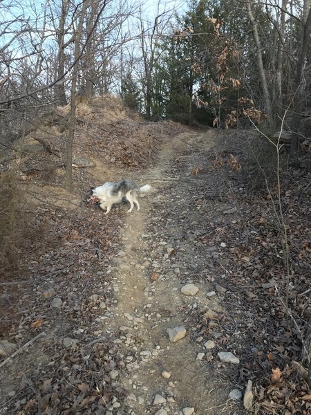 Easy downhill along the route.