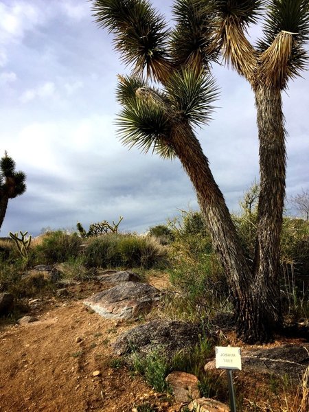 Joshua trees galore.