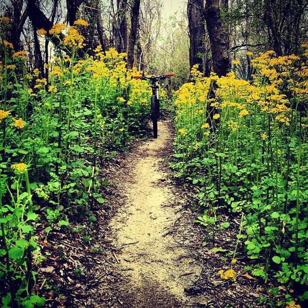 Flowers around the trail in late spring.