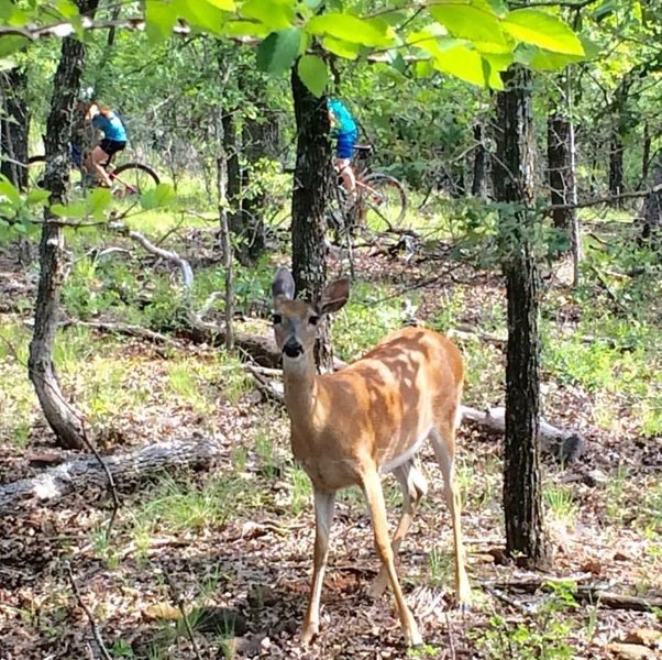 IDB is a great trail for spotting wildlife.