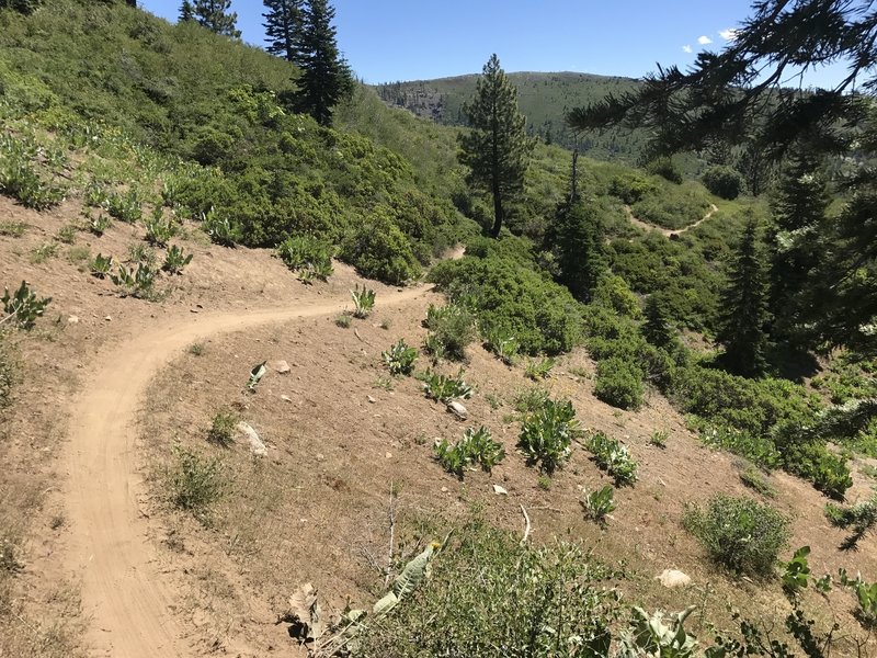 Start of singletrack downhill