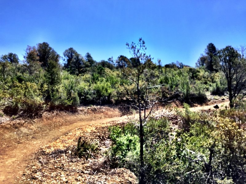 P-Mountain Trail or the northern section of Badger Mountain Trail #329.