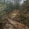 Hemlock and singletrack.