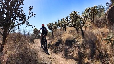 Riding through a gauntlet of chollas.