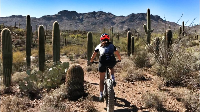 Riding among the saguaros.