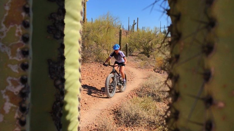 Fat biking through fat saguaros.