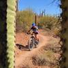 Fat biking through fat saguaros.