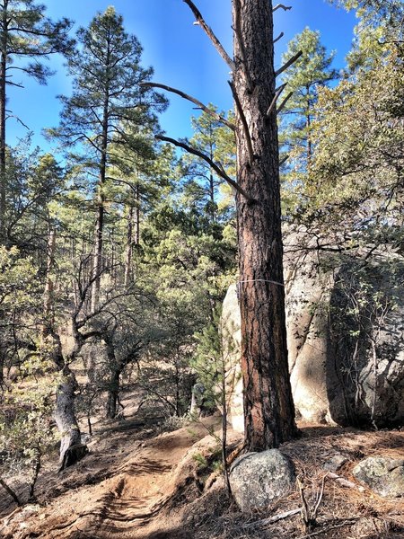 Russ T. Fender trail.