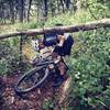 One of many trees down on a trail less traveled.