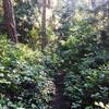 A nice patch of salal along the Pigeon Ridge trail.