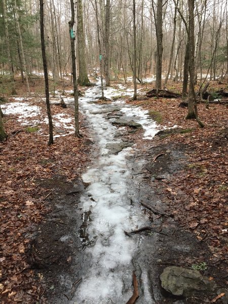 Winter ice from a well used trail!  Also shows Long Path green markings.