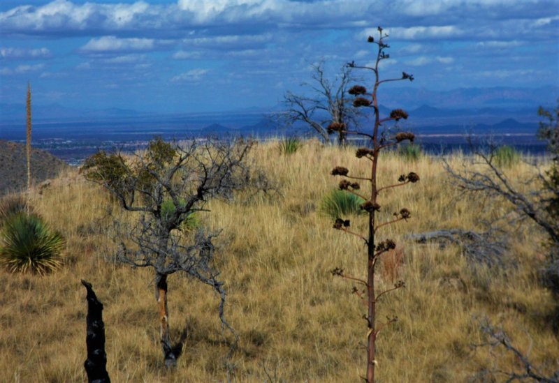 Nice view towards the the Dragoons with Sierra Vista in between.